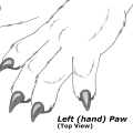 Paw Study